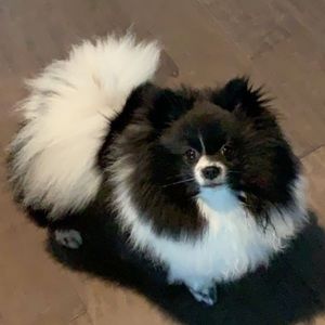 Meet your Posher, Karli